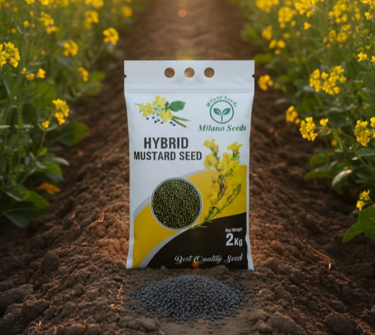 Sunflower Seed