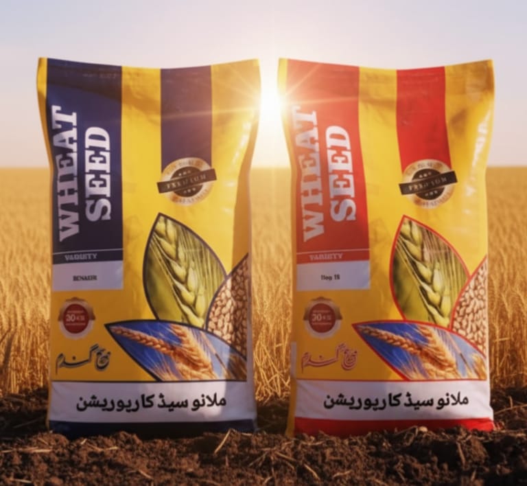 Sunflower Seed
